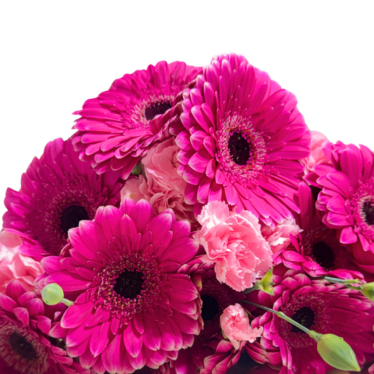Ramo de Gerberas Fucsia con Clavelina Rosa