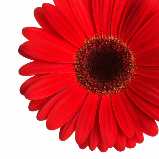 Ramo de Gerberas Rojas con Follaje