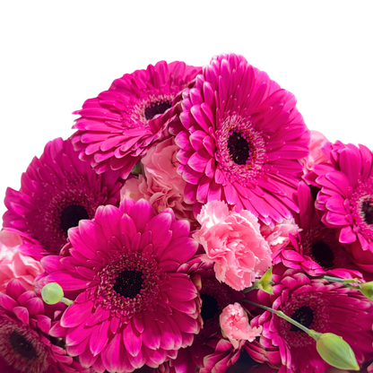 Ramo de Gerberas Fucsia con Clavelina Rosa