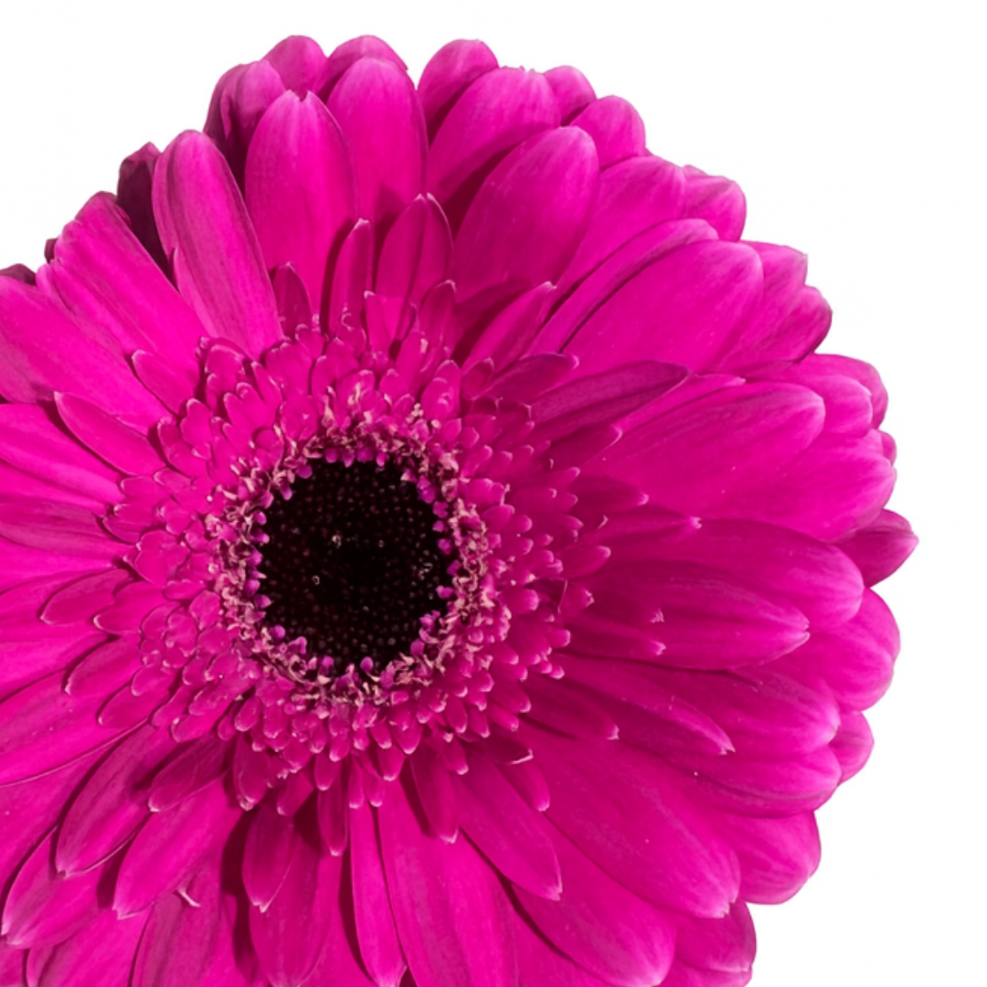 Ramo de Gerberas Fucsia con Clavelina Rosa