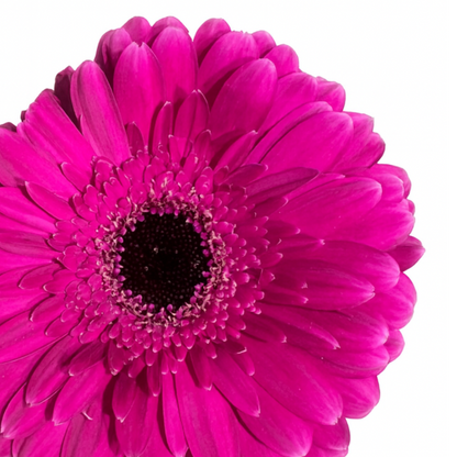 Ramo de Gerberas Fucsia con Clavelina Rosa