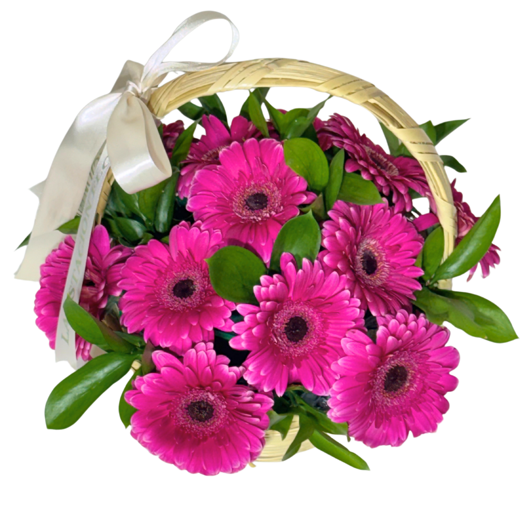 Canasta de Gerberas Fucsia con Follaje