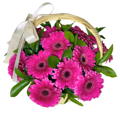 Canasta de Gerberas Fucsia con Follaje