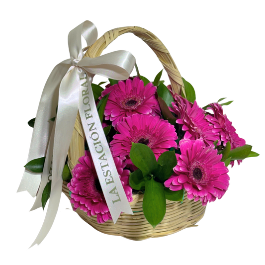 Canasta de Gerberas Fucsia con Follaje