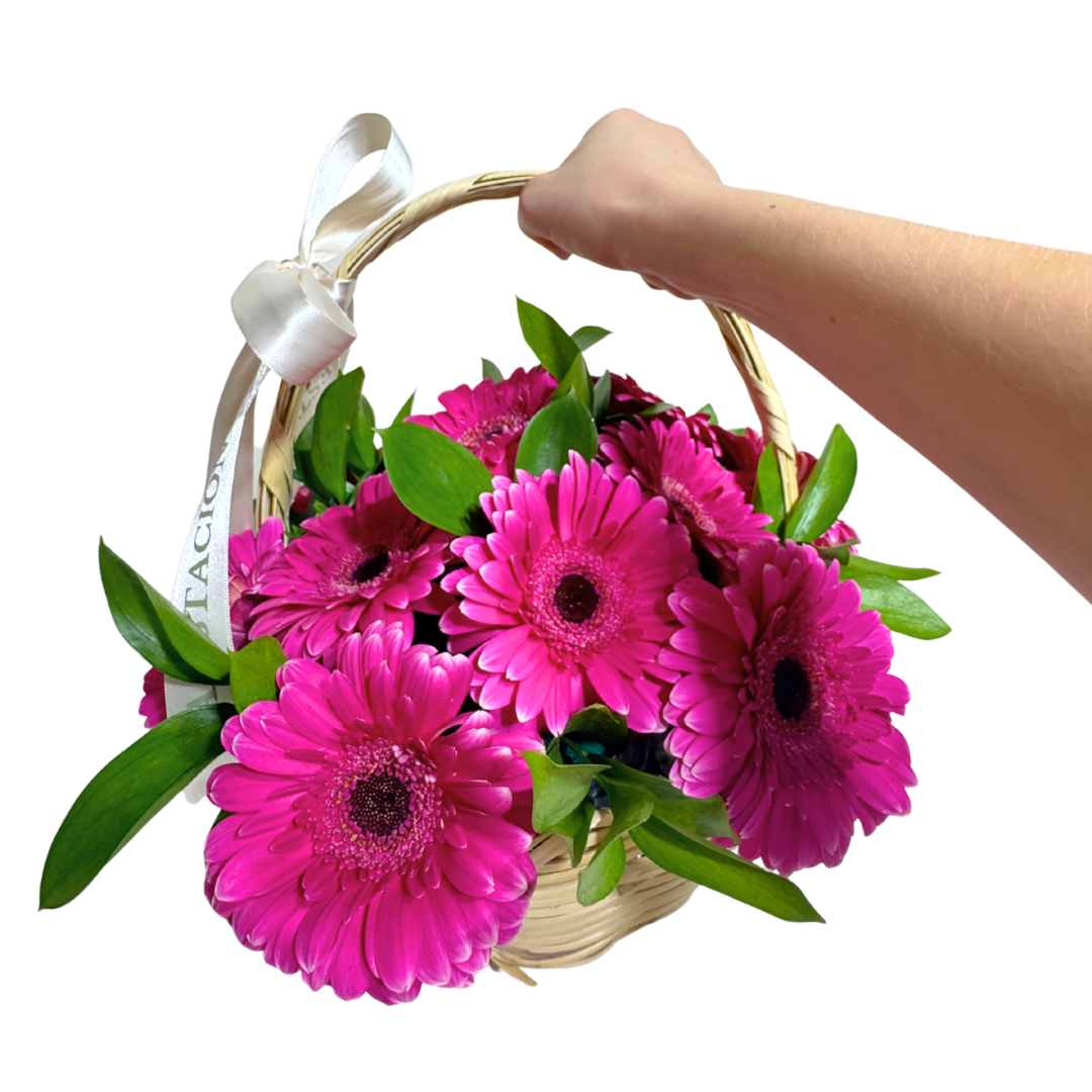 Canasta de Gerberas Fucsia con Follaje