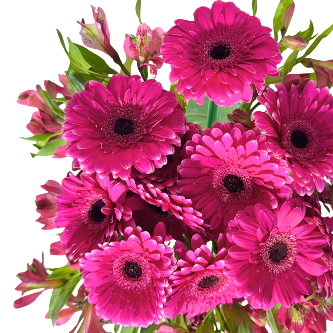 Gerberas Fucsia con Astromelias en Florero
