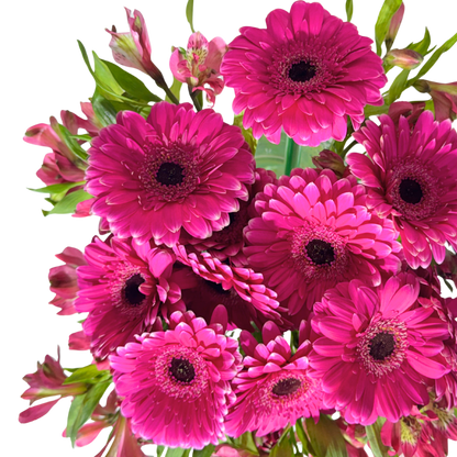 Gerberas Fucsia con Astromelias en Florero