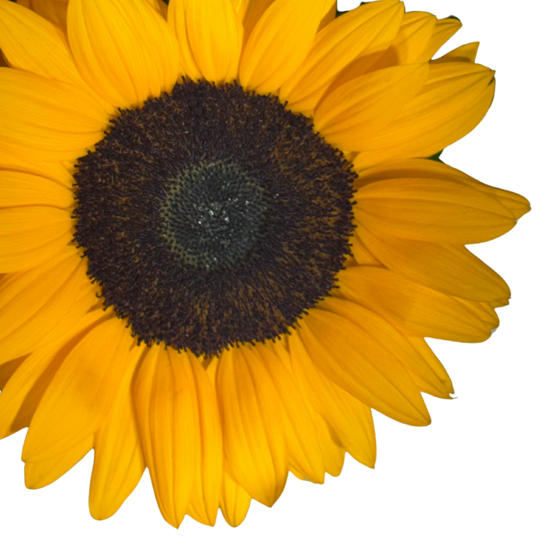 Ramo de Girasoles con Follaje
