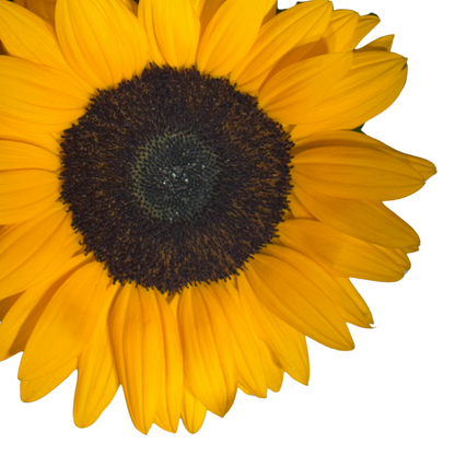 Ramo de Girasoles con Follaje